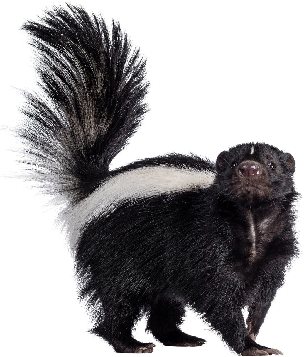 Striped Skunk on Isolated Background